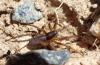 Pardosa nigriceps